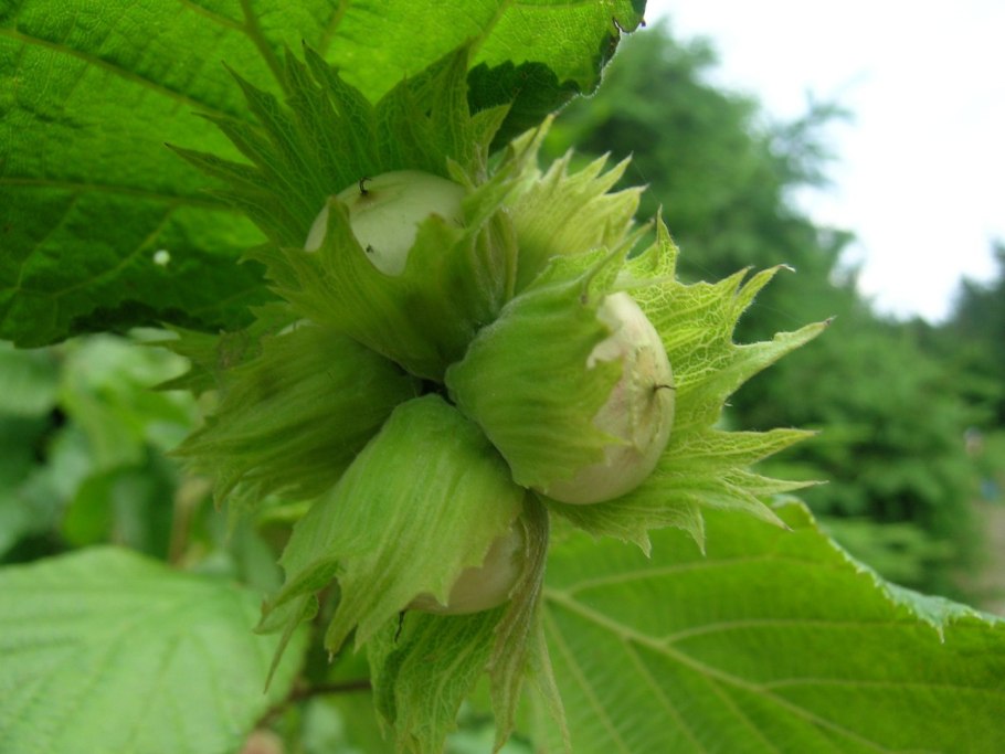 Лещина обыкновенная орешник