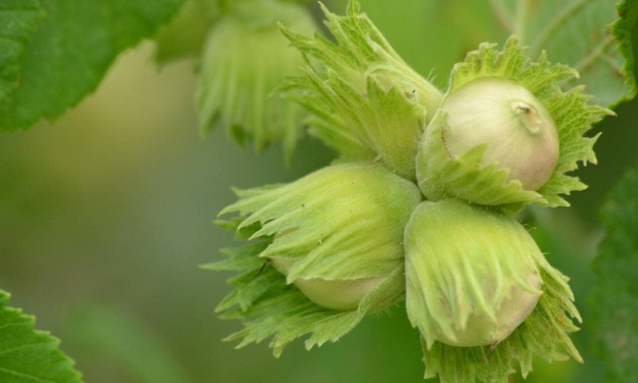 Лещина разнолистная