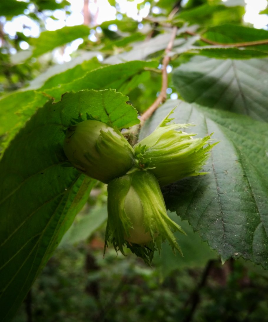 Лещина обыкновенная рисунок