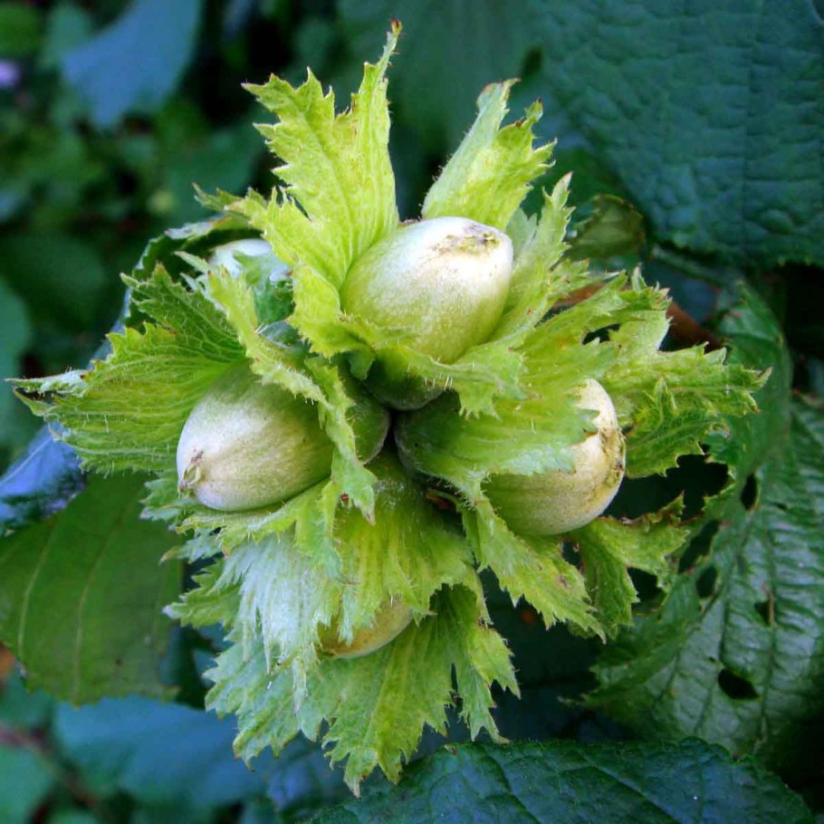 Лесной орех лещина листья