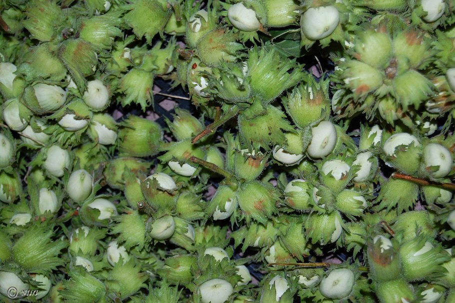 Лещина обыкновенная (Лесной орех)