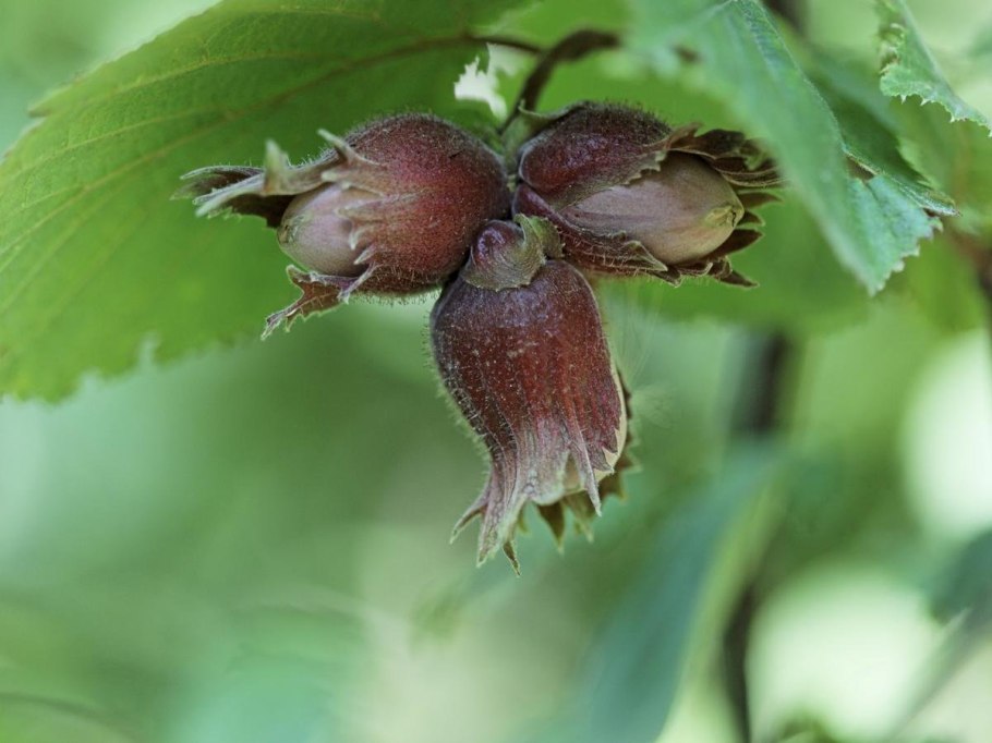 Лещина американская