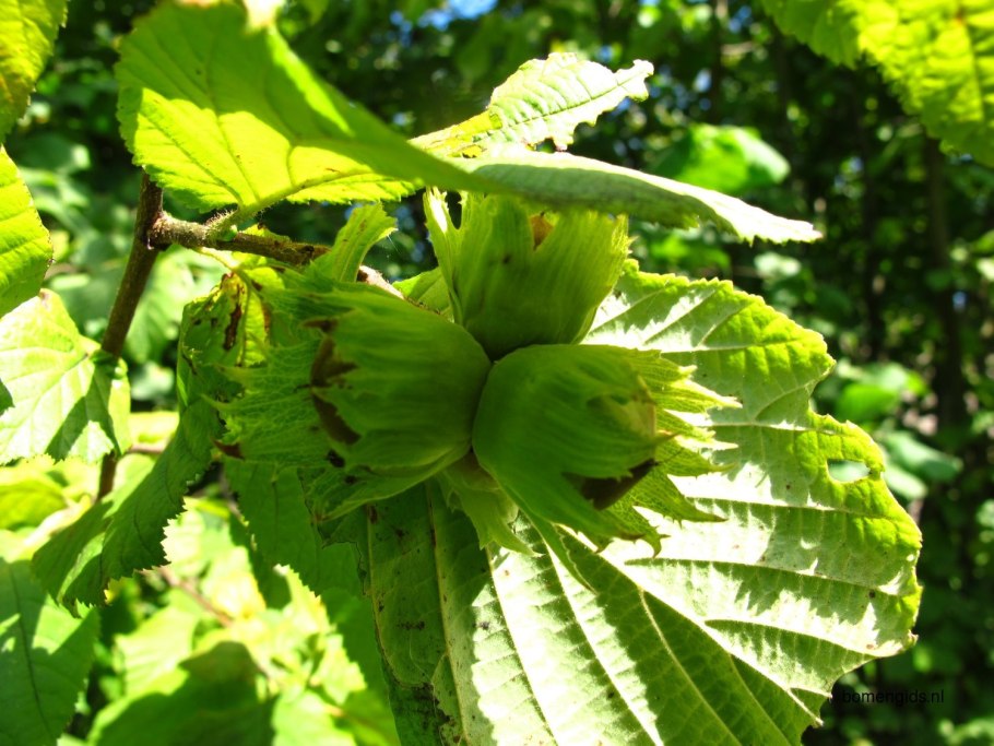 Лесной орех лещина