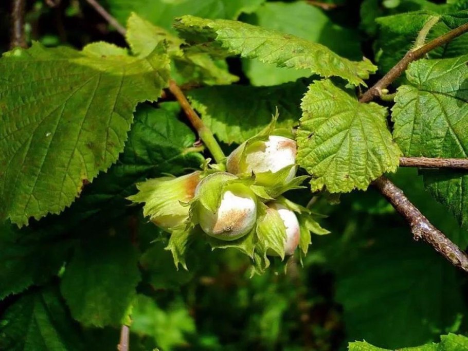 Лещина обыкновенная (Corylus avellana)