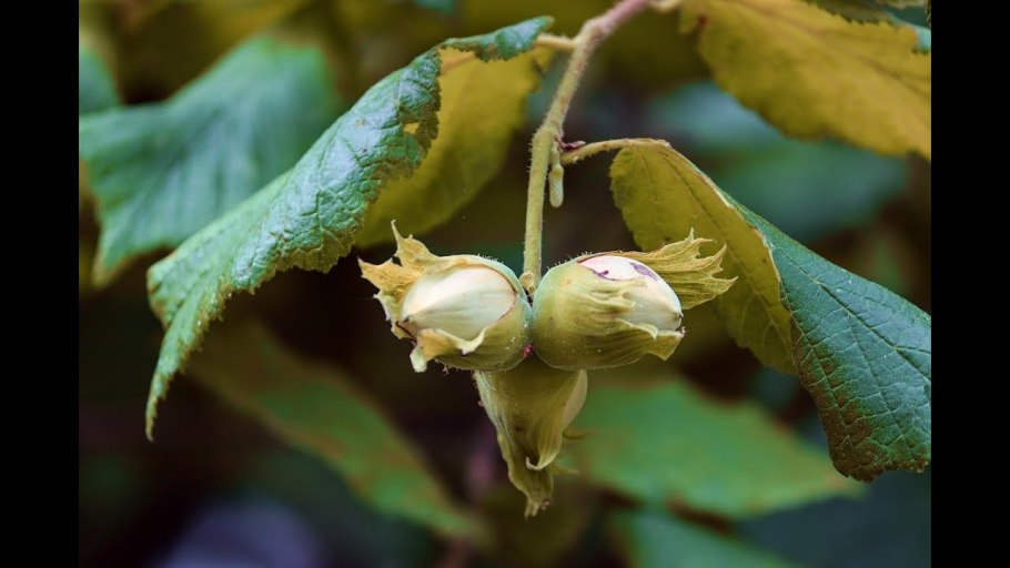 Фундук краснолистный Московский Рубин