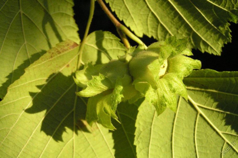 Лесной орех лещина