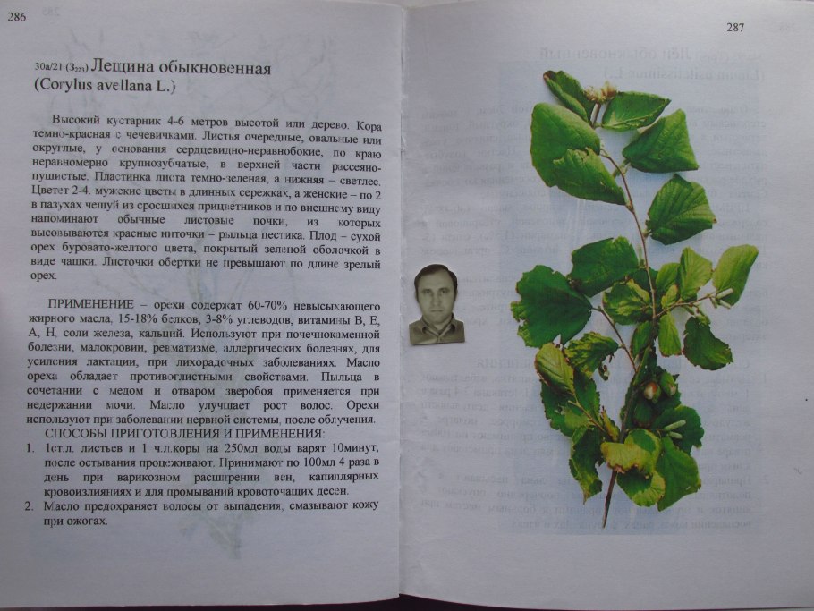 Лесной орех дерево орешник