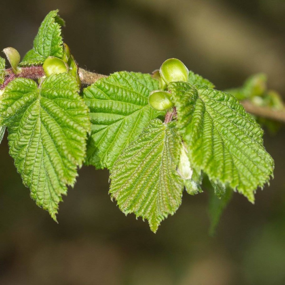 Подлесок орешник лещина