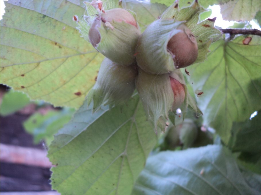 Лещина (фундук) "Московский Рубин"