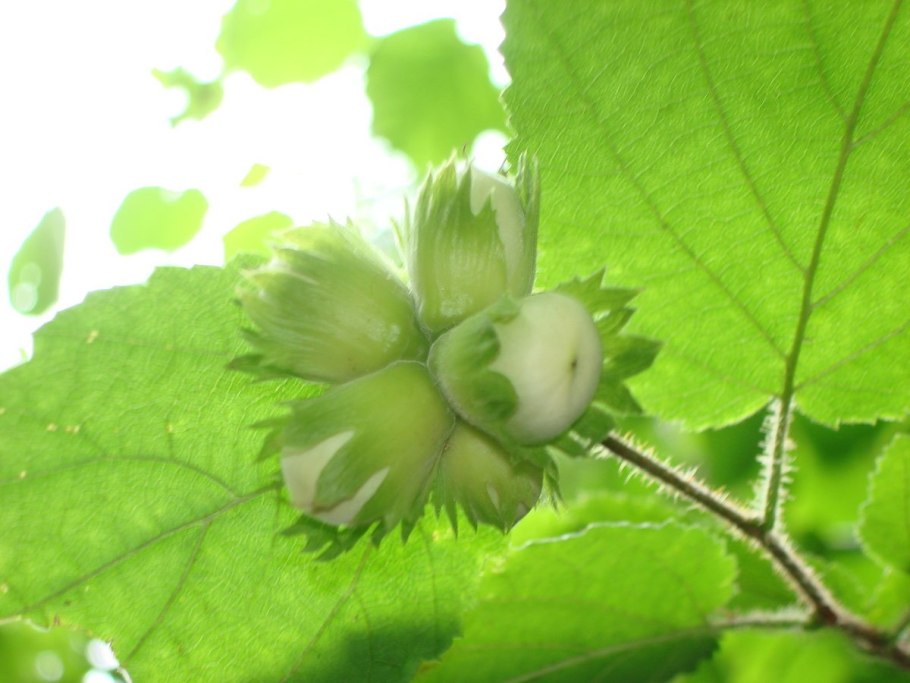 Лещина обыкновенная (Лесной орех)