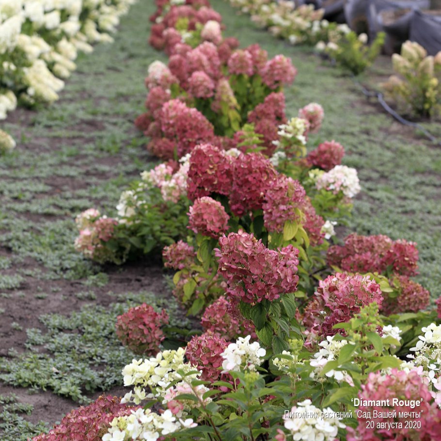 Юникс гортензия метельчатая