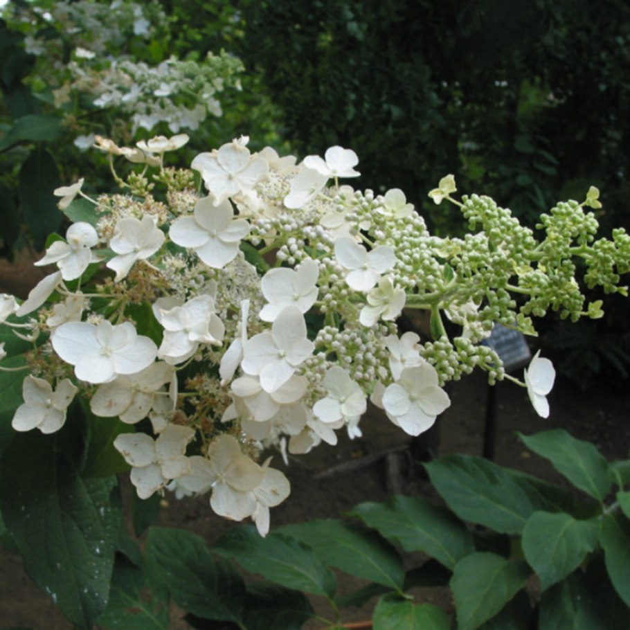 Метельчатая гортензия Юнис