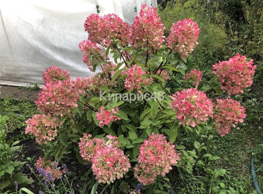 Гортензия крупнолистная Peppermint