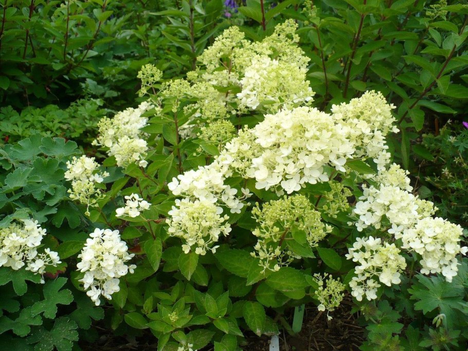 Гортензия метельчатая Кьюшу