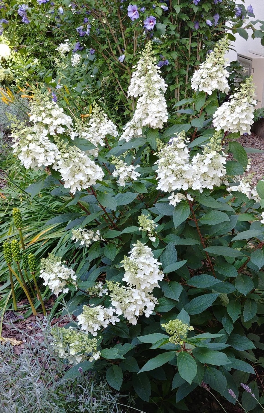 Гортензия метельчатая грандифлора