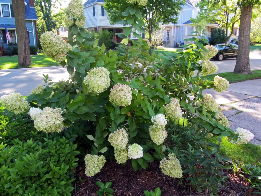 Гортензия Альба метельчатая