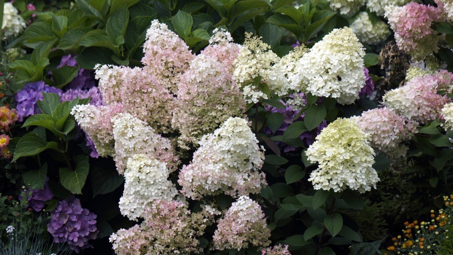 Гортензия метельчатая Юник "unique"