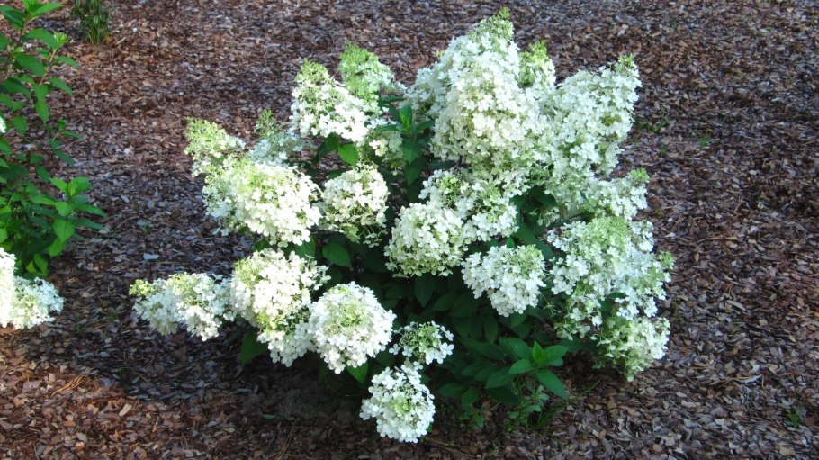 Гортензия метельчатая Юник