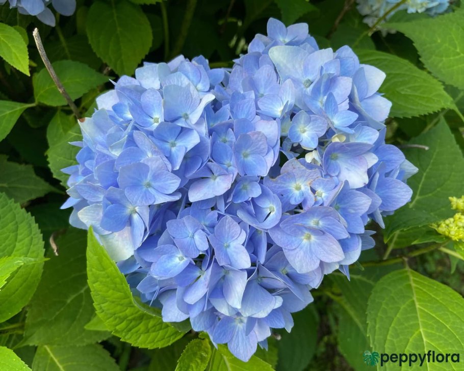 Гортензия Мустила