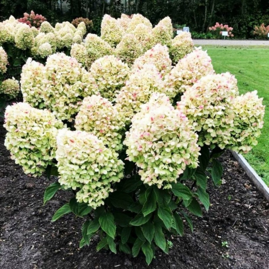 Гортензия метельчатая (Hydrangea paniculata &#96;unique&#96;)