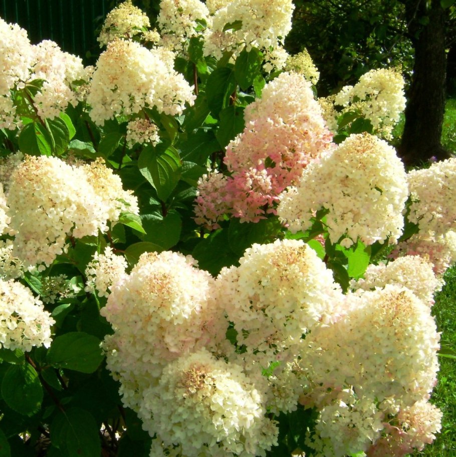 Гортензия Юник