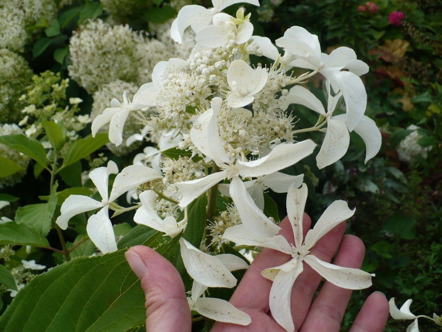 Монблан гортензия метельчатая