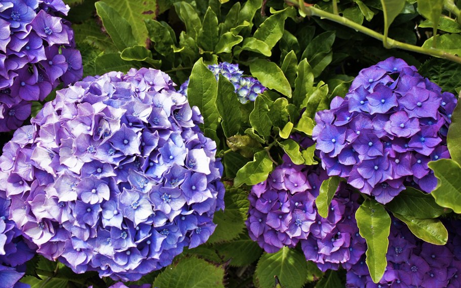 Гортензия метельчатая Лаймлайт