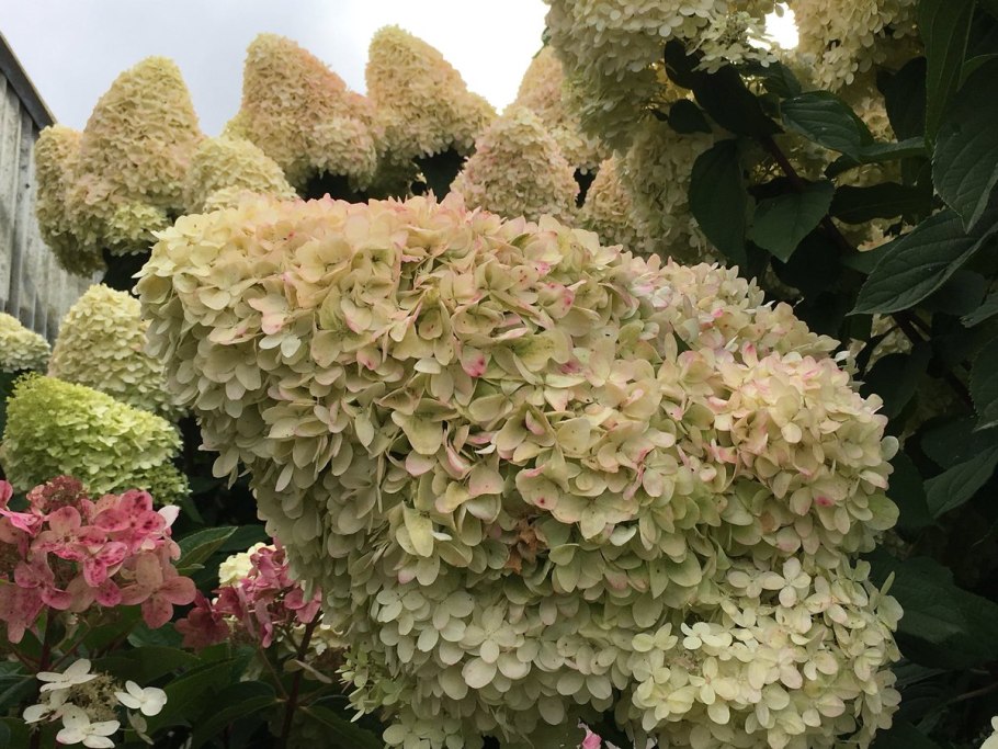 Гортензия метельчатая Ванилла Лаймлайт