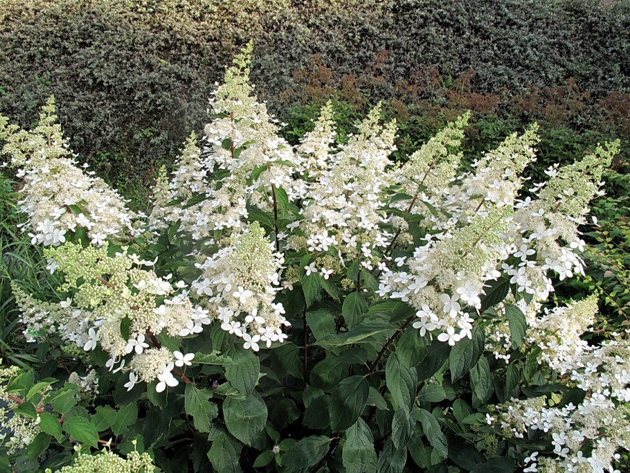 Гортензия метельчатая Полистар