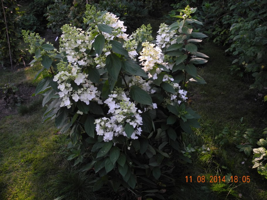 Гортензия метельчатая Юник