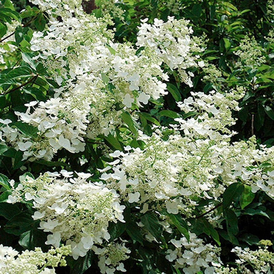 Гортензия крупнолистная Peppermint