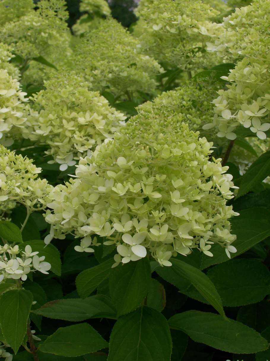 Спирея Лаймлайт