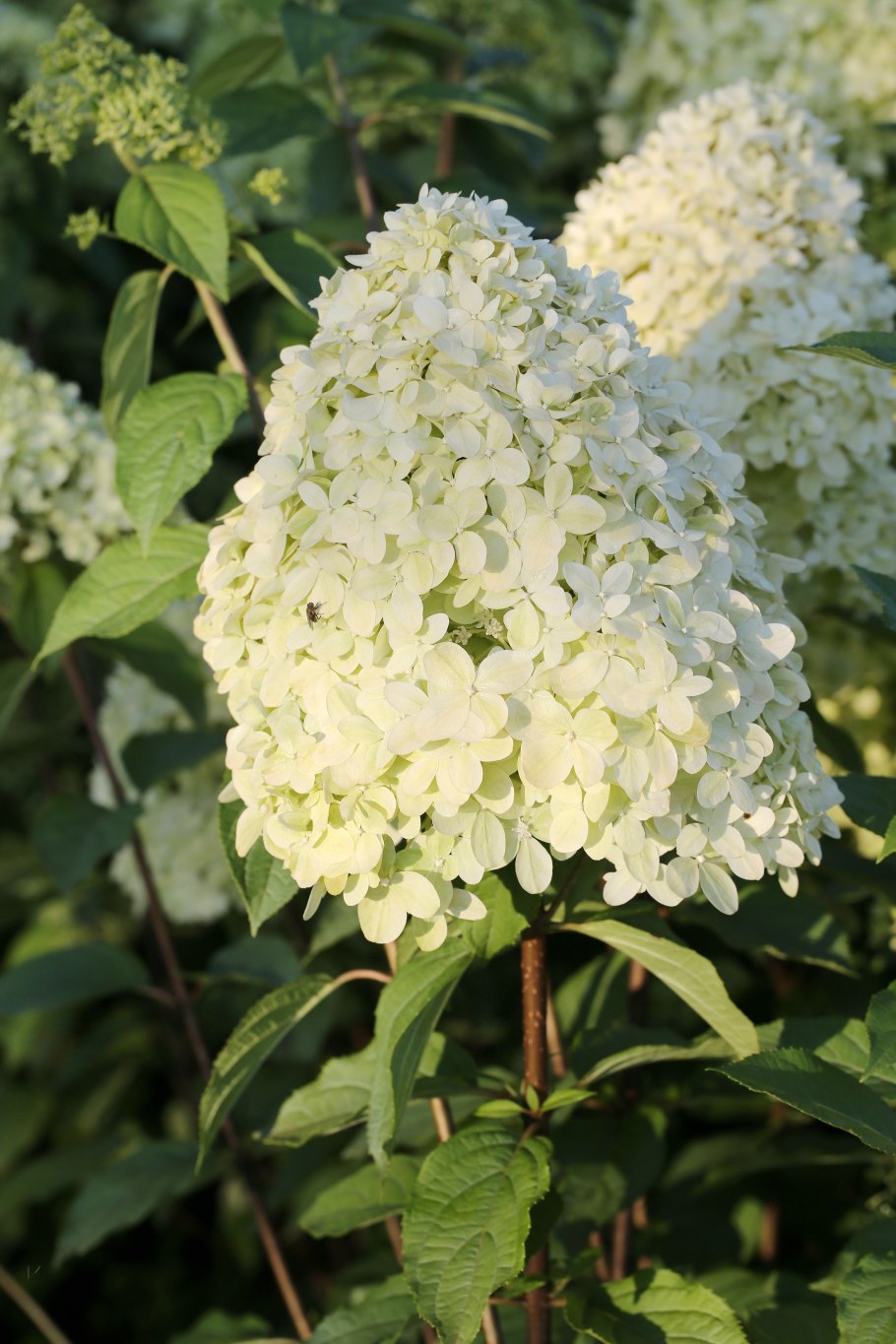 Гортензия метельчатая Magical Flame