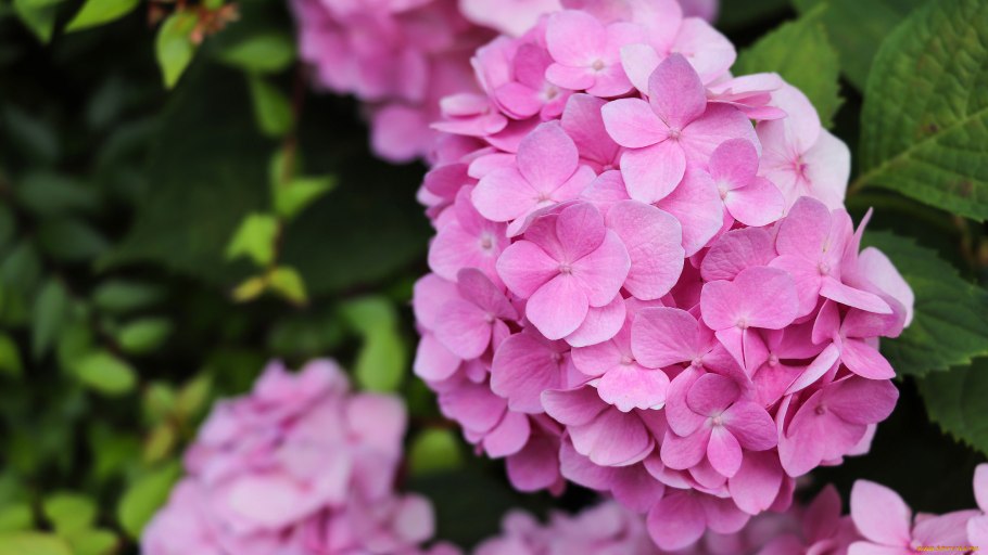 Гортензия паникулата Юник