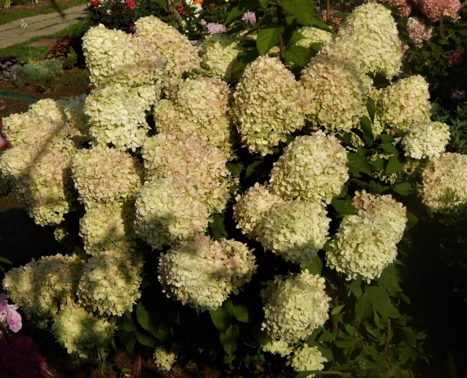 Гортензия Жасмин