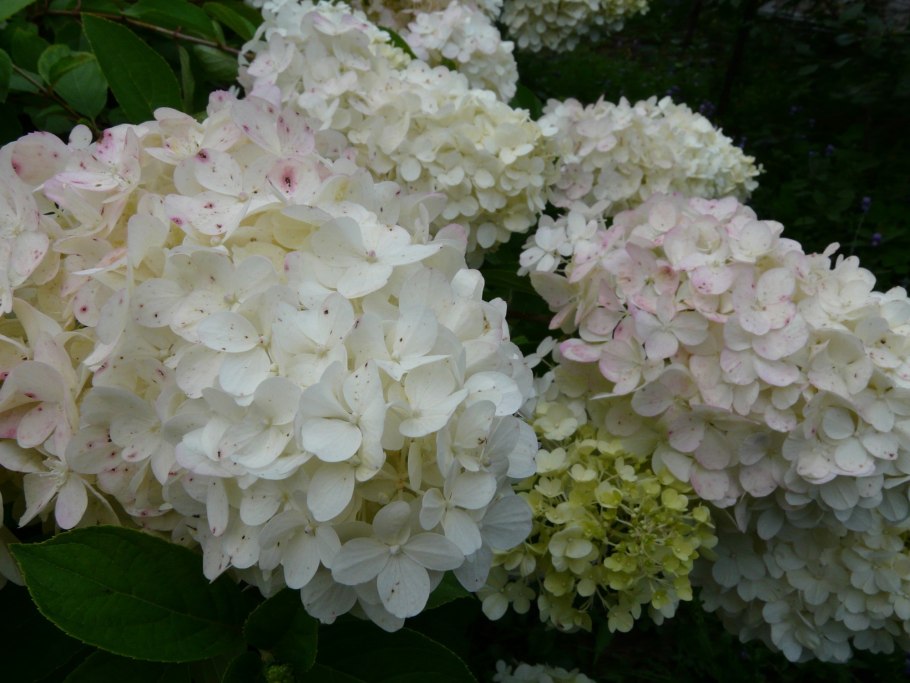 Гортензия крупнолистная Рената Штейнигер