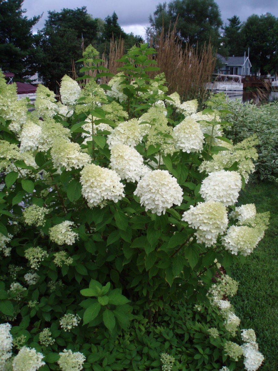 Гортензия метельчатая (Hydrangea paniculata &#96;selection&#96;)