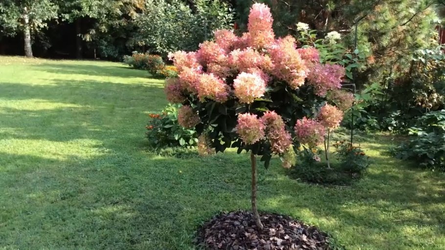 Гортензия метельчатая Ванилла