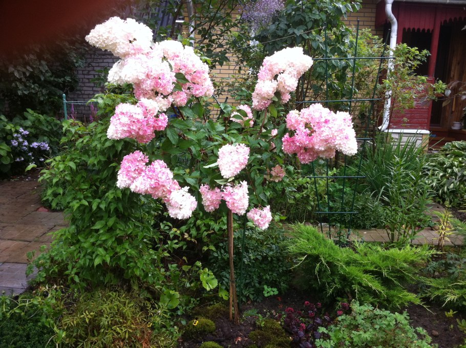 Штамбовая гортензия грандифлора