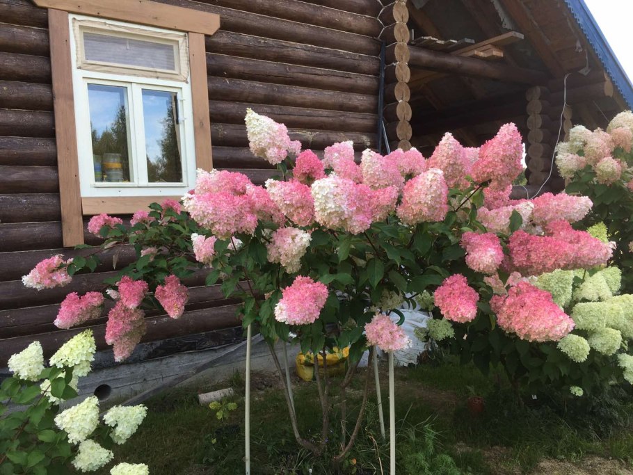 Формировка штамбовой гортензий метельчатых