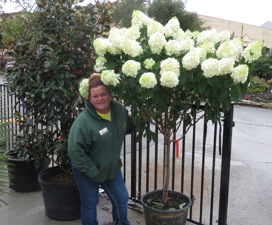 Гортензия Фантом на штамбе