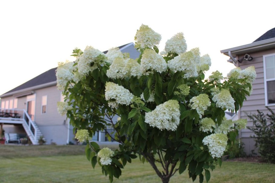 Калина бульденеж