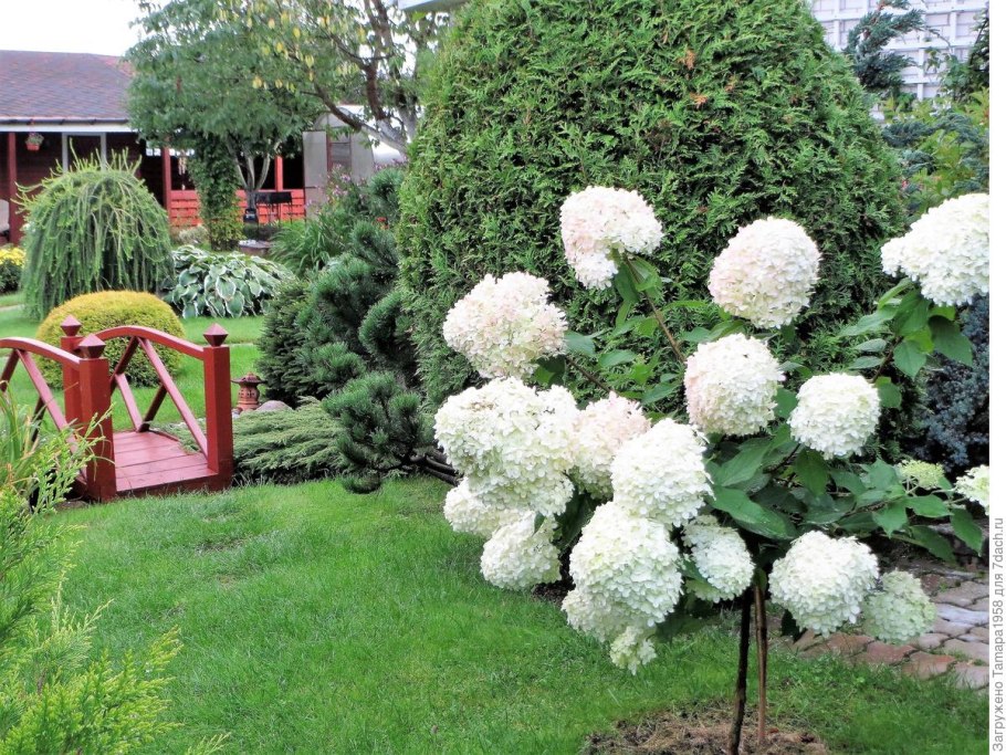 Штамбовая гортензия метельчатая