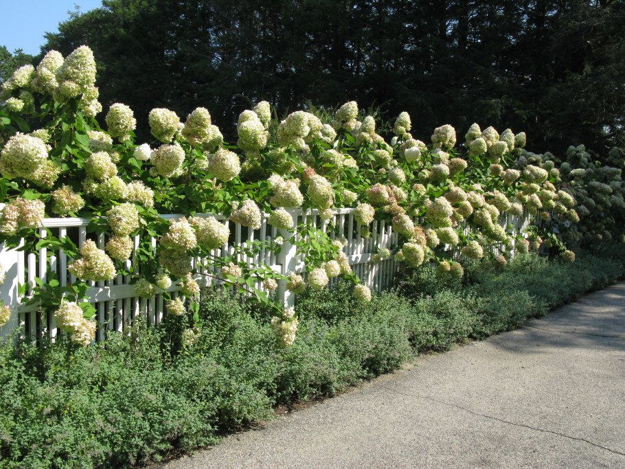 Лаймлайт гортензия