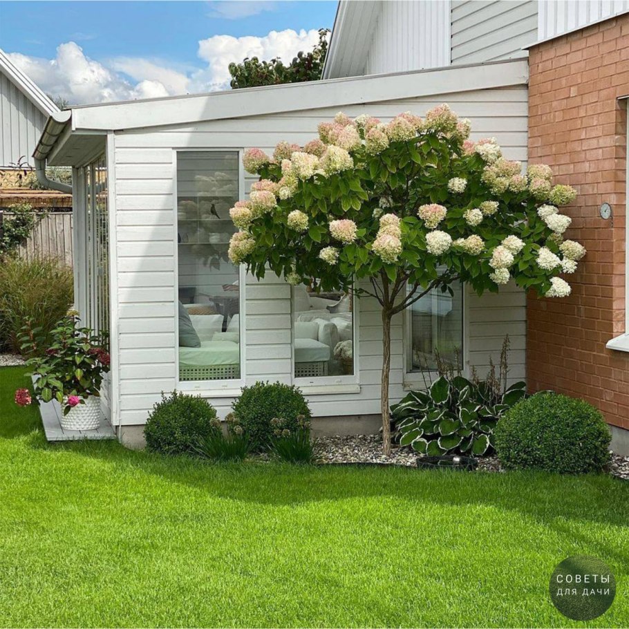 Гортензия Фантом на штамбе