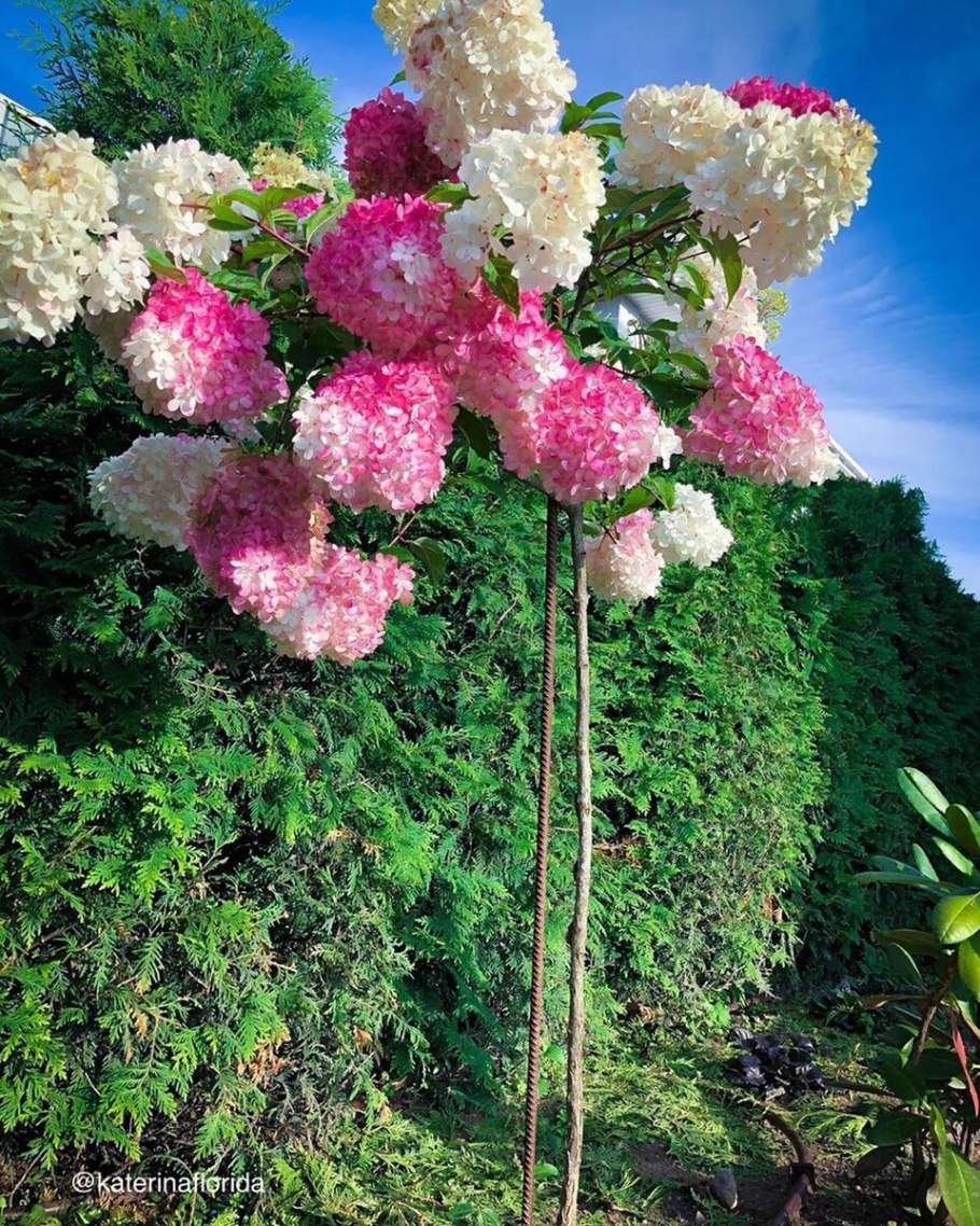 Гортензия метельчатая Ванилла Фрейз