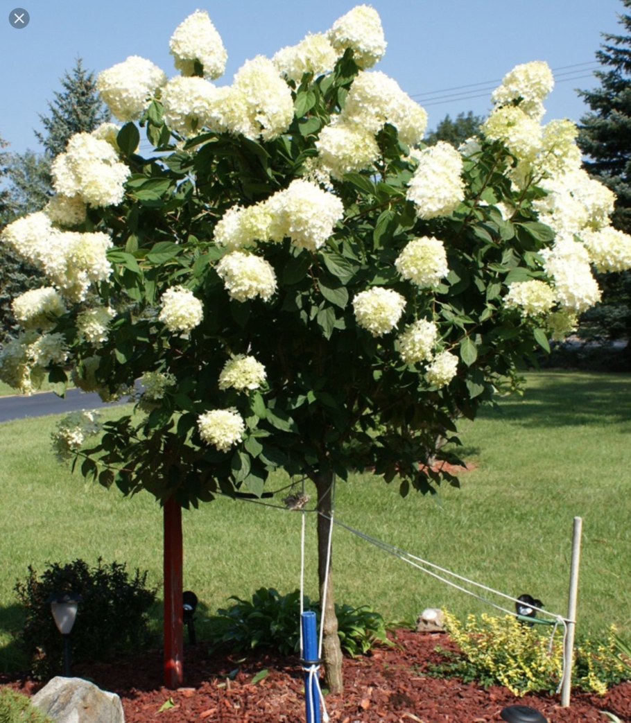 Гортензия Лаймлайт