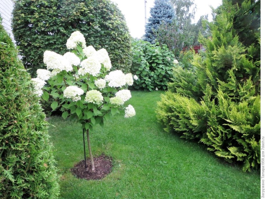 Гортензия Сильвер доллар на штамбе