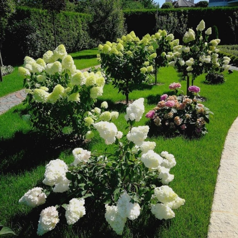 Гортензия макрофила штамб