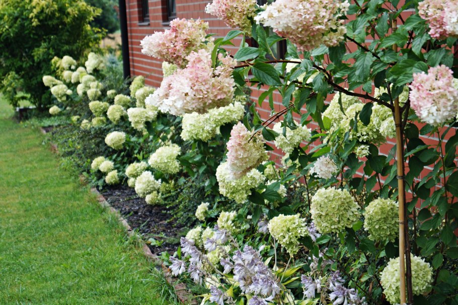 Ванила Фрайз на штамбе